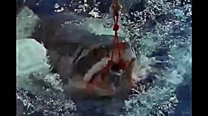 Бяла акула в атака