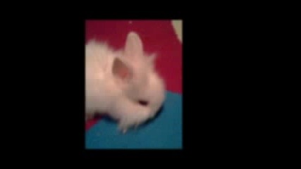 My Bunny
