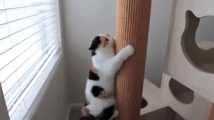 Котka на Амфети 100% смях