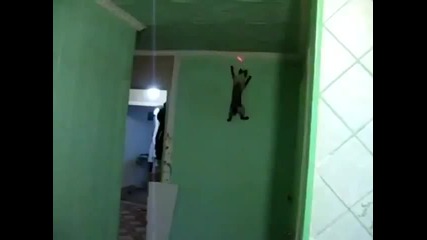 Котка се катери като Spiderman