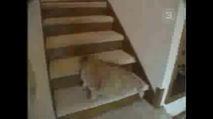 Рекорди на Гинес За Най - Голяма Котка