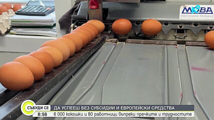 Да успееш въпреки системата: Как една птицеферма в Свищовско оцелява без субсидии