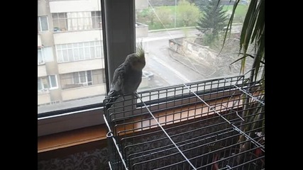 Моят папагал Чико