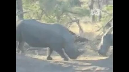 Носорози се бият 