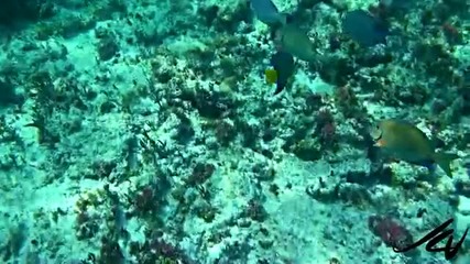 Fish at the Coral Reef - Mayan Riviera Sony Hd
