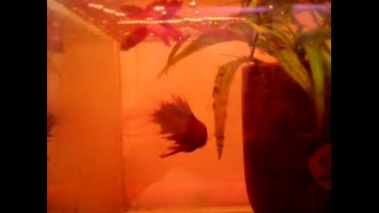 Betta Spawn