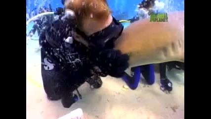 Shark Bites Diver 