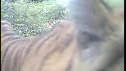 Wwf Indonesia - Wwf Camera Traps Capture First Images of Tiger with Cubs in Central Sumatra.flv 
