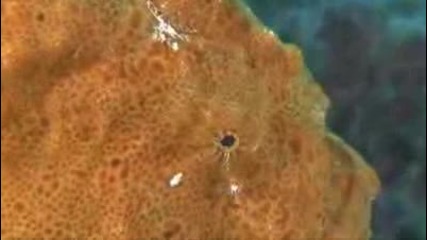 Frogfish Blues 