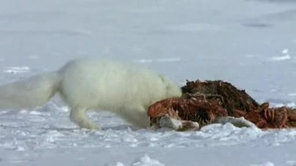 Храненето на Арктическите лисици 