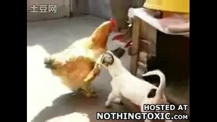 Куче изнасилва кокошка много - смях