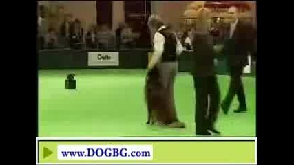 Obedience - Crufts2007 - 2