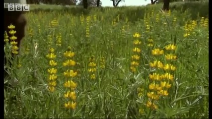 A Farmers flowery method to protect Cork Forest - Bbc 