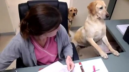 Куче разнася документи..