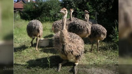 Ostrich Fun – фермата за щрауси!