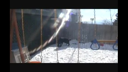 Pitbull Vs Black Wolf
