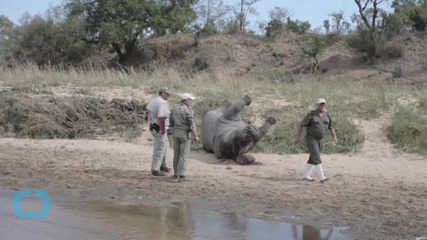 Texan Who Paid $350,000 Kills Endangered Black Rhino
