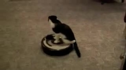 Смях с котка 