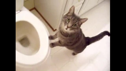 котка харесва да гледа тоалетните вълни