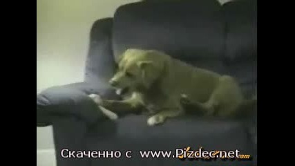 Куче Дебил - Смях
