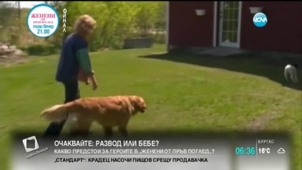 Куче осинови новородено агънце