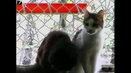 Jena Hrani Kotki Kato Kokoshki.flv