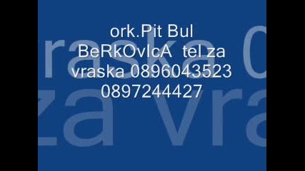 ork Pit Bul berkovica - bukovlak - so dikle be mande 2012.