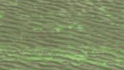 Опасна бактерия оцвети аржентинска река в зелено (ВИДЕО)