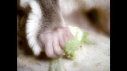 Sugar Glider