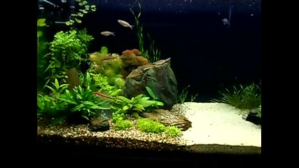 My Rainbowfish