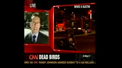 Топ Новини - Измрели птици навсякъде по света?! 