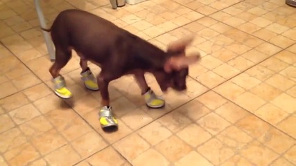 Смях ... Как реагира куче когато му обуеш пантофки !!!