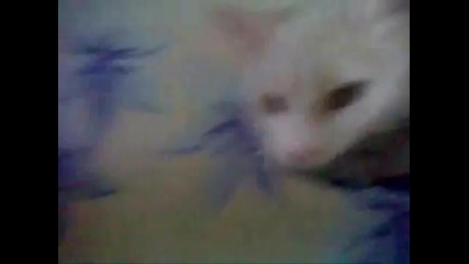_ Котка Гледа Тв _