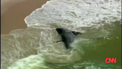 Умряла гигантска акула на брега на океана ; ( 