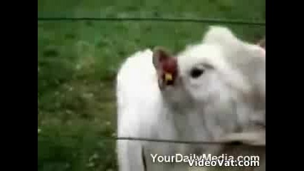 Goat - Electric - Fence
