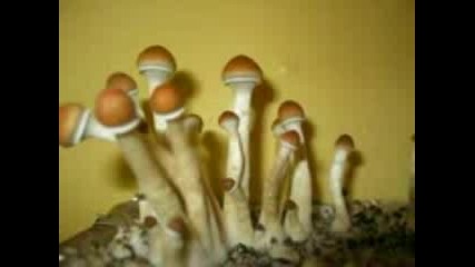 Psilocybe Cubensis Shrooms Mushrooms(grow)