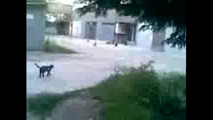 малко котки