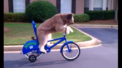 Куче се учи да кара колело