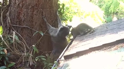 Майка енот учи бебето си как да се катери по дърво