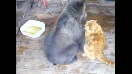 Игра на коте с мече/смях/