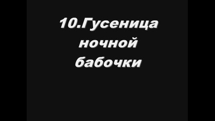 Топ 10 Странни Животни на Земята