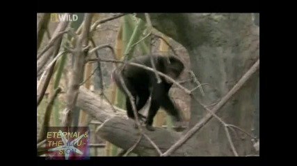 ! Шимпанзета в плен - 01, National Geographic Wild 
