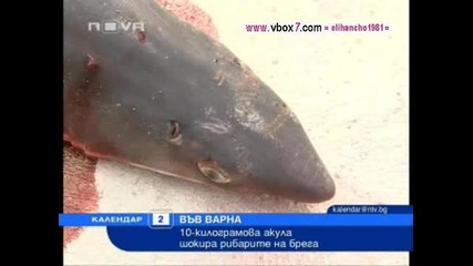 10 кг Акула шокира Варненските Рибари 