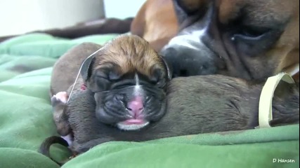 Раждането на 1 куче :)