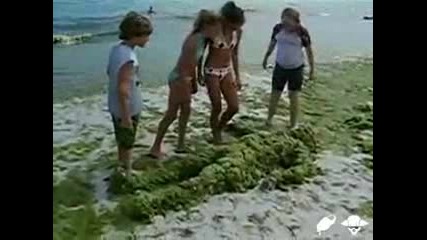 Човека Водорасло