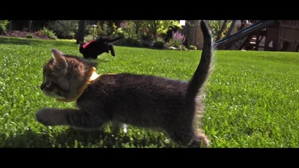 Cute Kittens Fly in Slow Motion to Hip Hop Dubstep