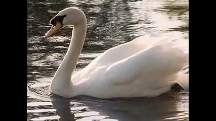 Swan Lake ( Overture) - Tcha,,"лебедово езеро"