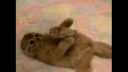 Най-сладкото Коте На Света