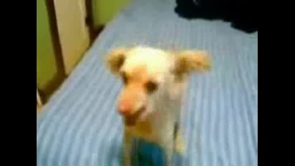 Лудооооо кучеееееееее