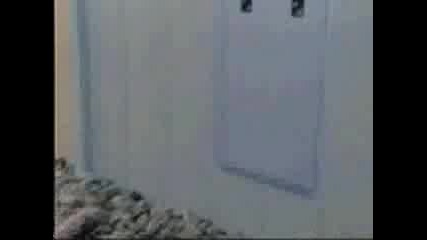 Тъпо куче или умна котка